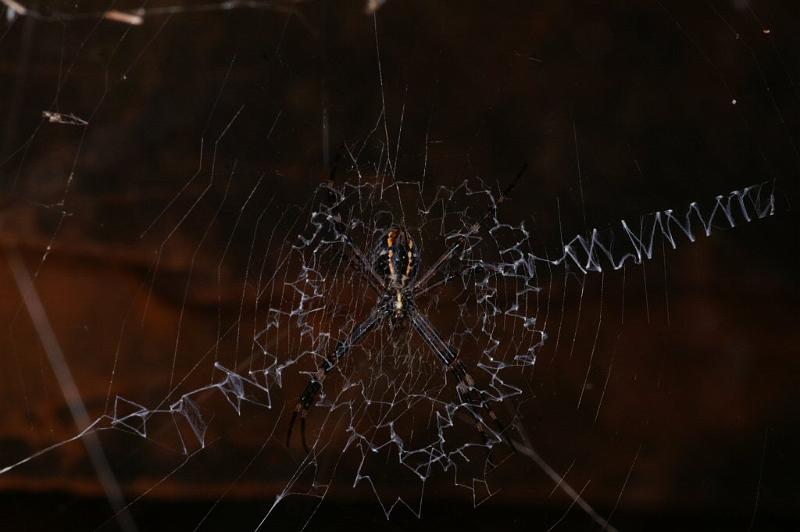 Argiope_ocyaloides_D3465_Z_84_Karinji NP_Australie.jpg